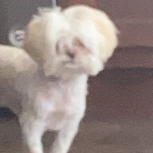 Meet your Posher, Gianelle